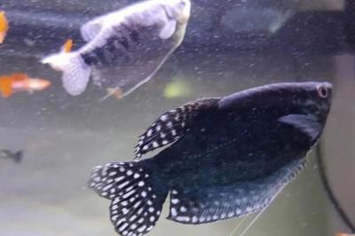 龍魚如何挑選：如何挑選龍魚 龍魚如何挑選：如何挑選龍魚 龍魚百科 第5張