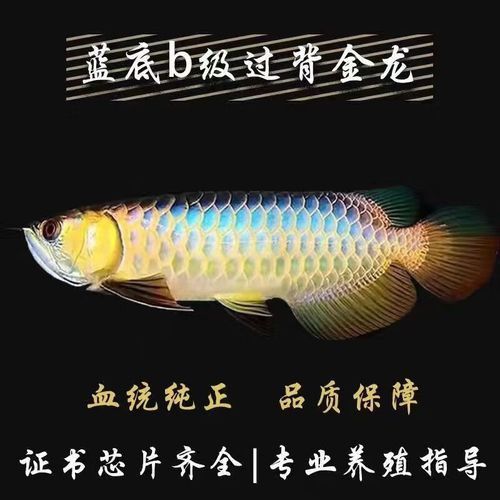 藍寶石金龍魚多少錢一包