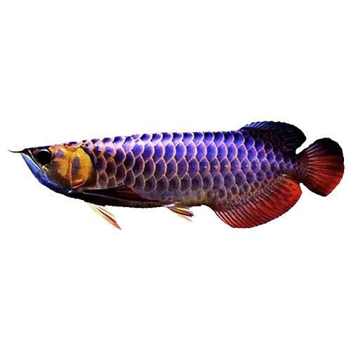 藍寶石金龍魚多少錢一包