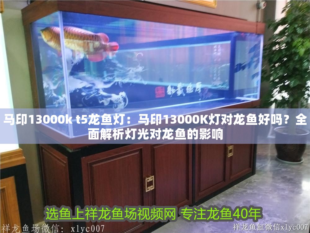 馬印13000k t5龍魚燈：馬印13000K燈對龍魚好嗎？全面解析燈光對龍魚的影響 馬印13000k t5龍魚燈：馬印13000K燈對龍魚好嗎？全面解析燈光對龍魚的影響 龍魚百科 第1張