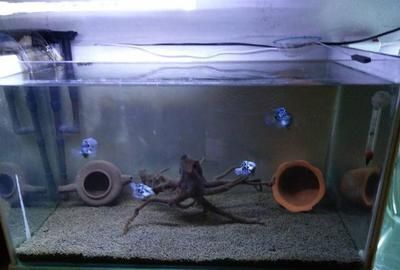魚缸龍魚繁殖方法：幼年龍魚的飼養方法