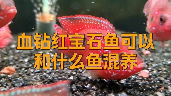 馬拉莫寶石魚能和什么魚混養