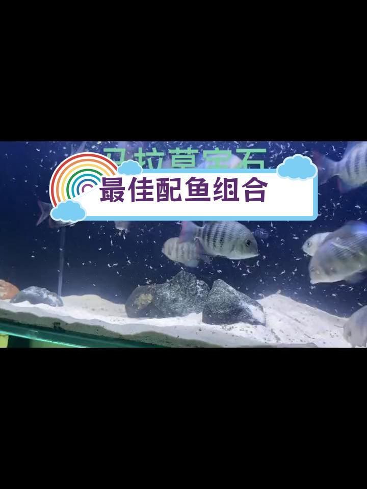 馬拉莫寶石魚能和什么魚混養