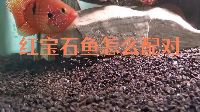 馬拉莫寶石魚能和什么魚混養