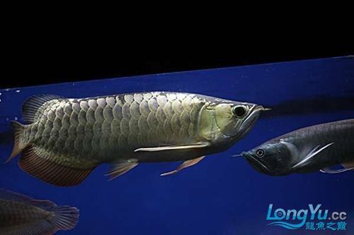 金龍魚與銀龍魚混養好嗎圖片