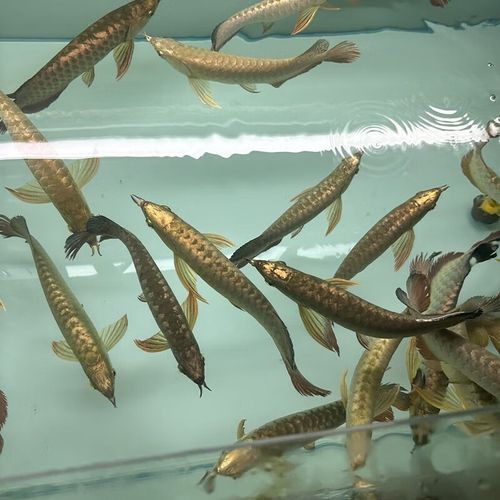 金龍魚與銀龍魚混養好嗎圖片