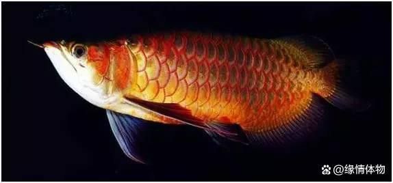紅龍魚BTL的最佳繁殖環(huán)境是什么？