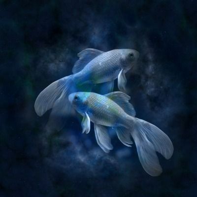 金龍魚的顏色代表什么含義（關于金龍魚顏色及其含義的詳細解釋）