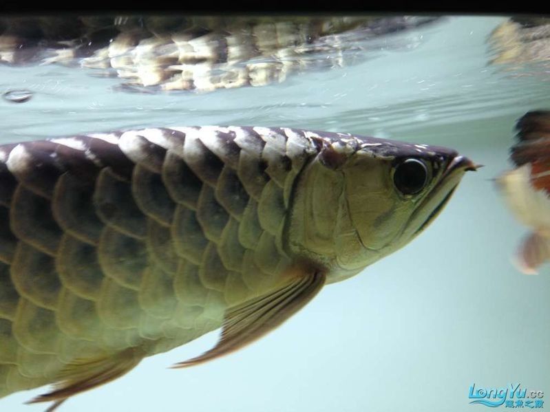 龍魚鰓蓋小洞一般多久能好？