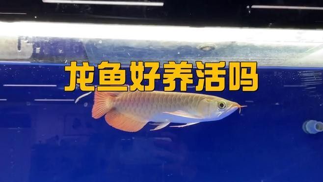 龍魚好養不好養