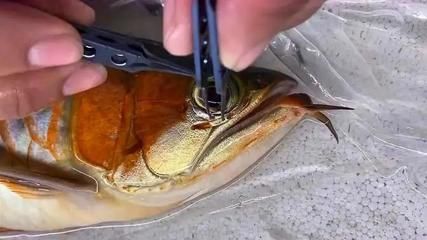 龍魚掉眼手術剪到血管的處理方法（龍魚掉眼手術中如果剪到了血管）