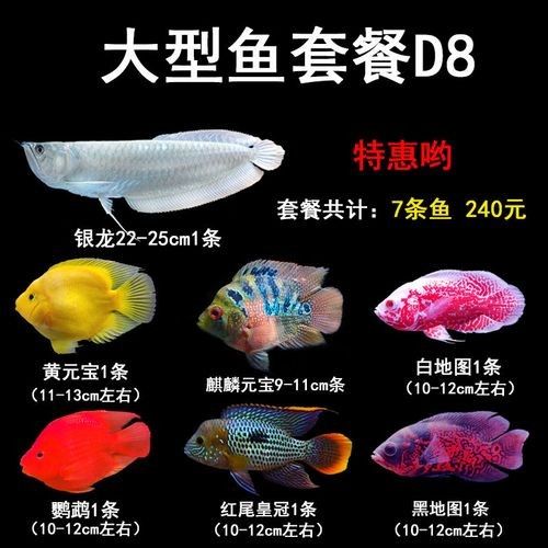 銀龍魚和什么魚混養好看圖片對比大全