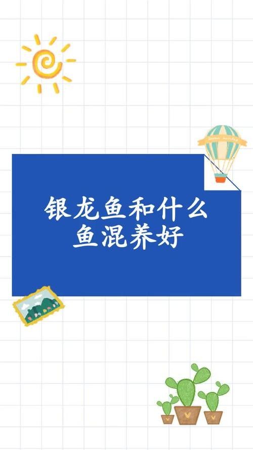 銀龍魚和什么魚混養好看圖片對比大全