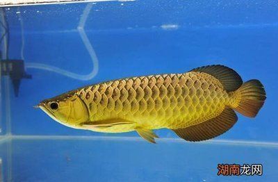 龍魚能吃嗎（龍魚可以食用嗎？）