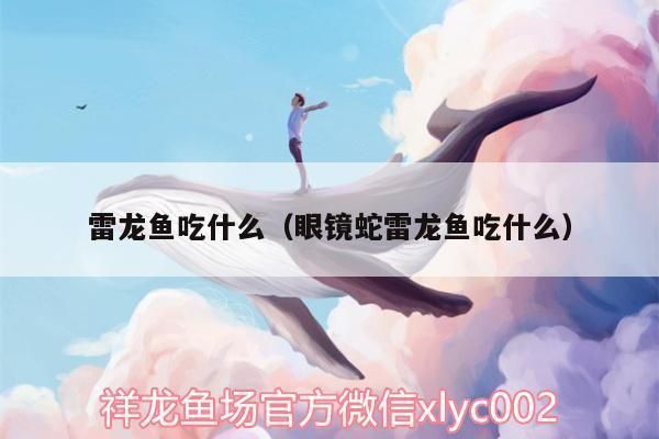 雷龍魚最愛吃什么，如何保持雷龍魚水質(zhì)清潔,雷龍魚捕食行為模擬方法
