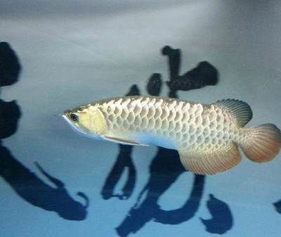 過(guò)背金龍魚(yú)有幾種（過(guò)背金龍魚(yú)是一種極具觀賞價(jià)值的魚(yú)類(lèi)，其種類(lèi)繁多）