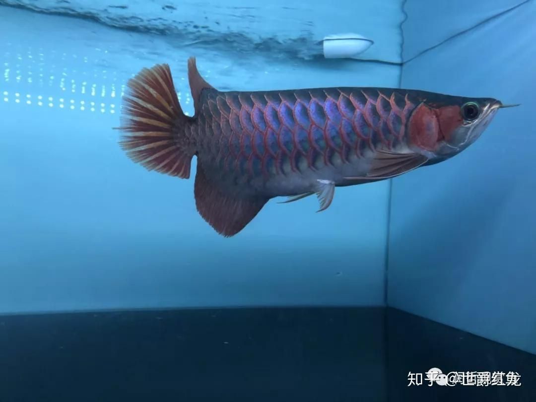紅龍魚品牌等級劃分表最新消息圖：紅龍魚品牌等級劃分表