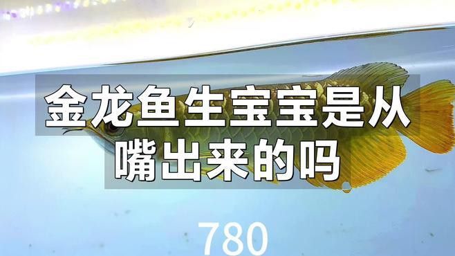 金龍魚是怎樣繁殖后代的