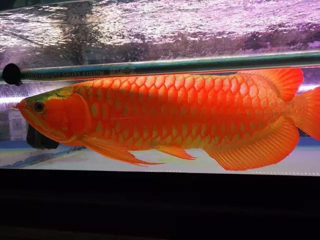 小紅龍魚圖片大全高清