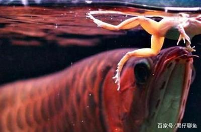 龍魚吃完就吐出來了正常嗎