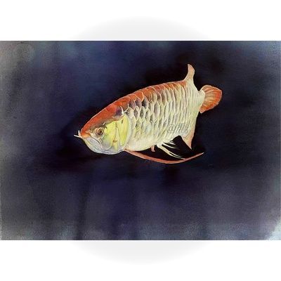 古典幻彩龍魚怎么畫（古典幻彩龍魚的繪制步驟）