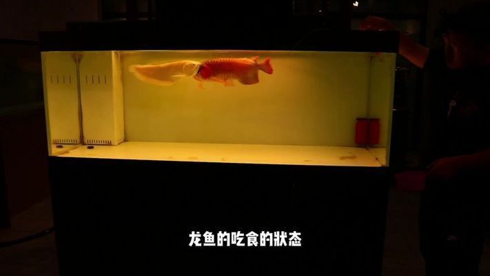 龍魚(yú)入缸的唯美句子（龍魚(yú)入缸后的自在與和諧）