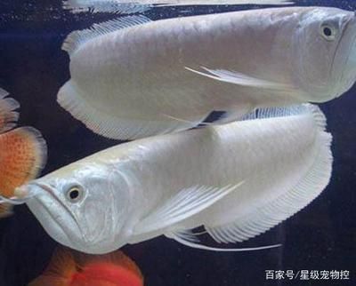 龍魚(yú)換水多長(zhǎng)時(shí)間可以喂食（關(guān)于龍魚(yú)換水后多久可以喂食）