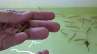 金龍魚吃蟑螂有什么好處：金龍魚吃蟑螂有什么好處嗎？