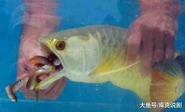 金龍魚不吃東西怎么辦：金龍魚不吃東西可能是由于多種原因引起的，以下原因和解決方案