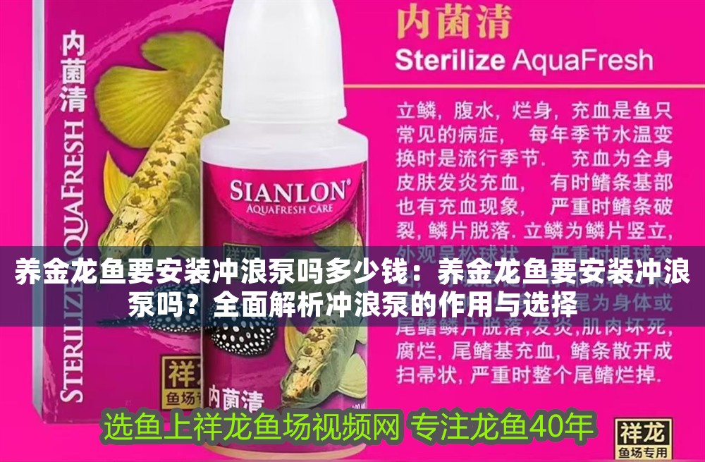 養金龍魚要安裝沖浪泵嗎多少錢：養金龍魚要安裝沖浪泵嗎？全面解析沖浪泵的作用與選擇