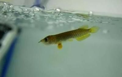 龍魚幼魚的生長周期圖：龍魚幼魚期的生長周期圖