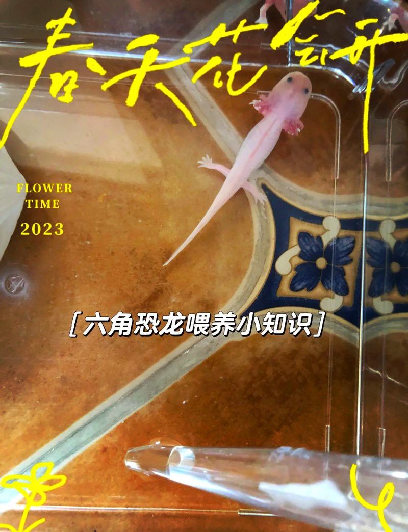 六角恐龍魚吃多少顆飼料