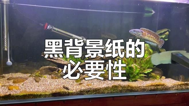 龍魚魚缸背景布