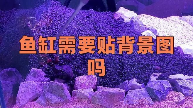 龍魚魚缸背景布