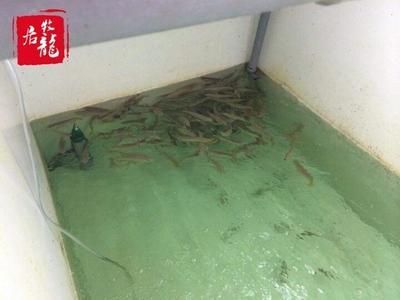 養龍魚需要放鹽嗎？：養龍魚是否需要放鹽？