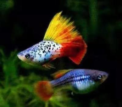 龍魚眼底出血：龍魚眼底出血可能是由于以下幾種原因引起的