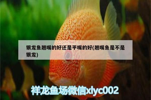 龍魚翹嘴還是平嘴好養(yǎng)：翹嘴龍魚適合新手嗎,平嘴龍魚養(yǎng)殖技術(shù)難點,龍魚飼養(yǎng)水質(zhì)管理技巧