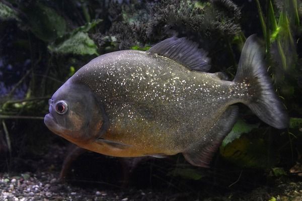 金龍魚的百科知識大全（金龍魚的風水寓意是什么金龍魚的風水寓意是什么）