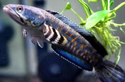 養雷龍魚的缸太小會怎么樣：養雷龍魚的注意事項