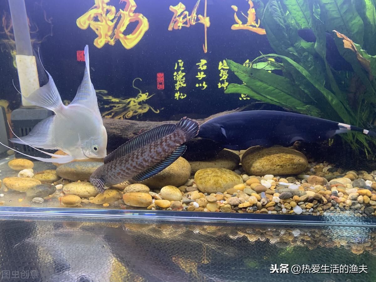 養雷龍魚的缸太小會怎么樣：養雷龍魚的注意事項