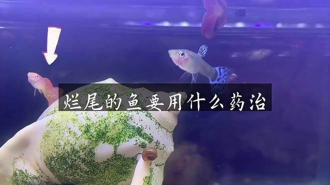 哪種藥物對(duì)治療魚爛身爛尾最有效？