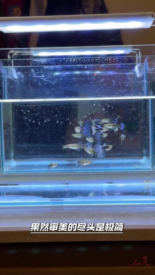 養(yǎng)龍魚魚缸底下放石子可以嗎？