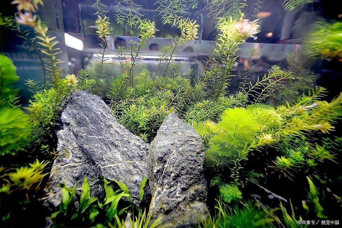 養(yǎng)龍魚魚缸底下放石子可以嗎？