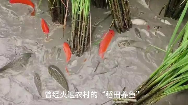 龍魚鰓蓋破損后如何預防感染？