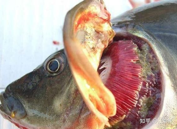 龍魚鰓蓋破損后如何預防感染？