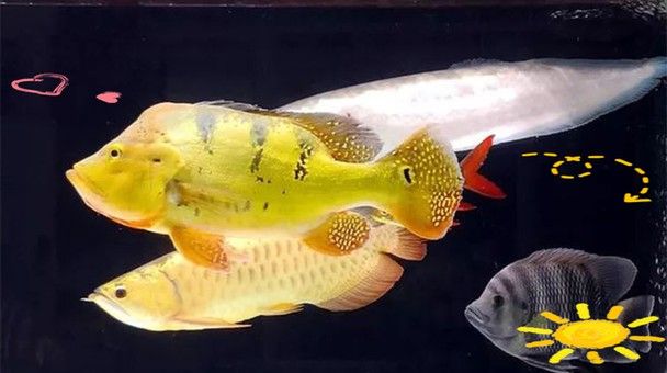 黑帶龍魚圖片