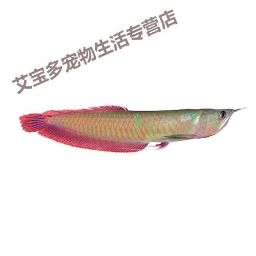 黑帶龍魚圖片