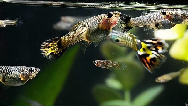 龍魚(yú)去粘液時(shí)水溫過(guò)高會(huì)怎樣？