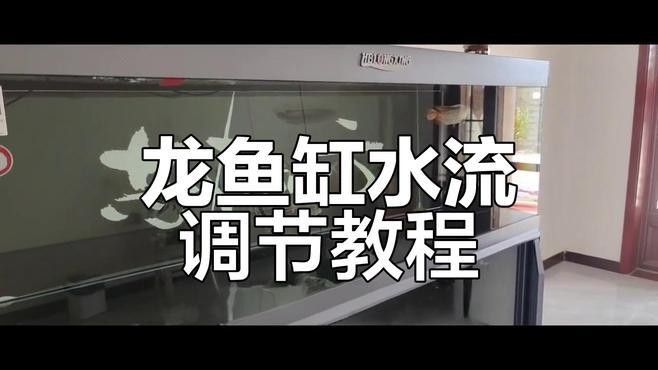 龍魚缸過濾系統怎么設置？