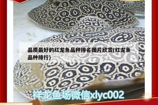 紅龍魚什么品種最好看的（紅龍魚市場價格走勢）